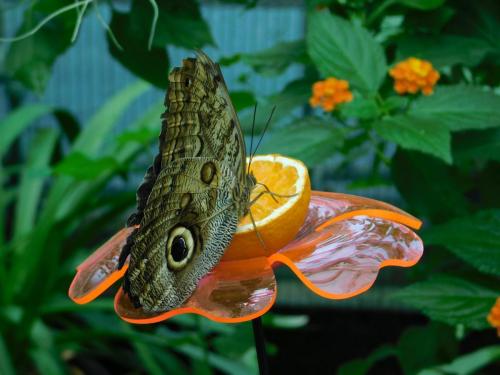 Будапешт 105.jpg