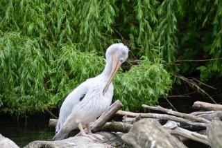 DSC_0961.JPG