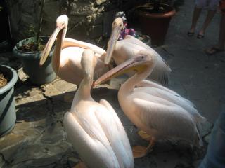 IMG_4557.jpg