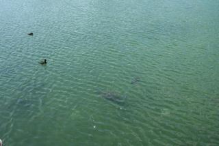 IMG_9287.JPG