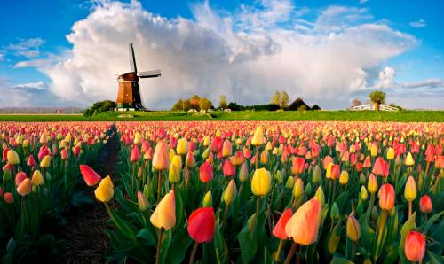 keukenhof_holland_1.jpg
