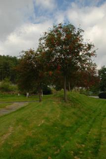 DSC_0960.JPG