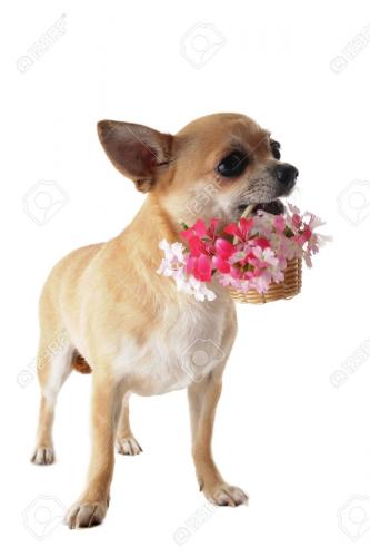 14457914-portrait-of-a-cute-purebred-puppy-chihuahua-with-flowers-in-front-of-white-background-Stock-Photo.jpg
