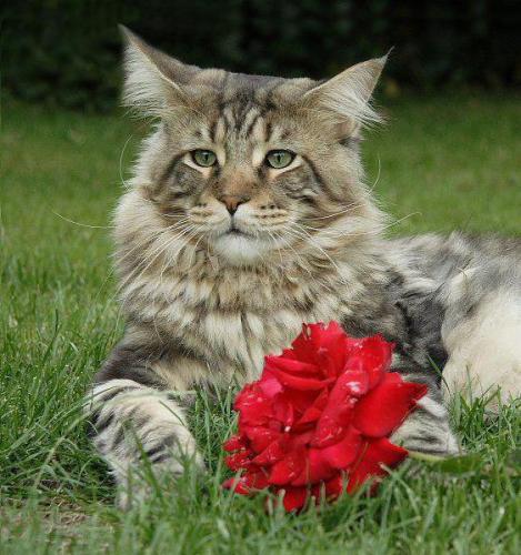 Кошка с розой-1.jpg