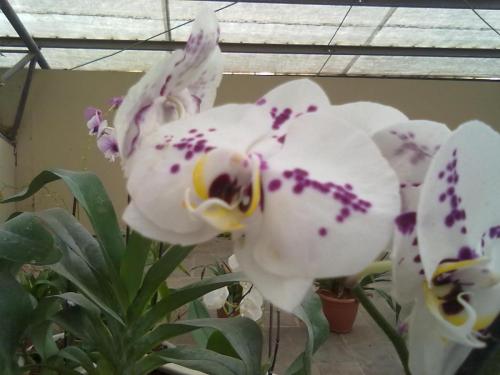 152_10.11.17_11-38_парк орхидей Утопия.jpg