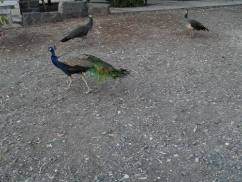 227_10.11.16_16-51_Церковь св.Петра и Павла.JPG