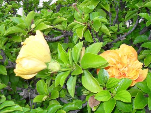 003_10.11.17_08-00_во дворах_по дороге на спорт.JPG