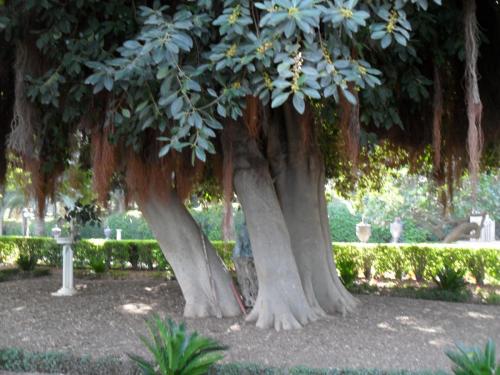 125_10.11.25_12-20_Хайфа_Бахайские сады.JPG