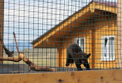 044_Соболь Тиша.JPG