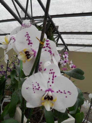 183_10.11.17_11-43_парк орхидей Утопия.JPG