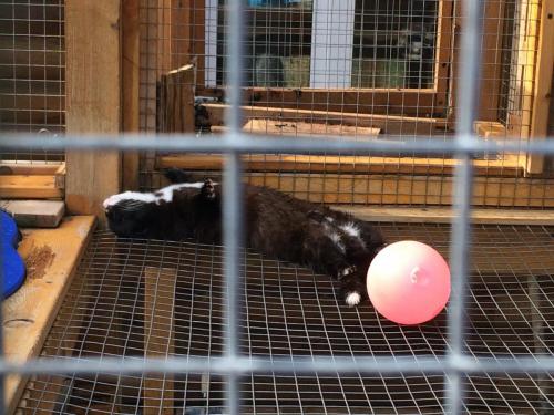 052_Норка Гриша_5.JPG