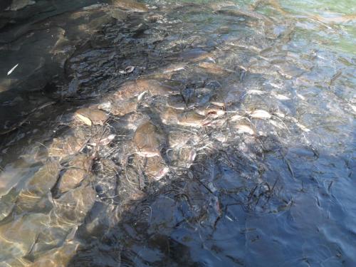 146_10.11.16_14-05_Река Иордан_сомы.JPG