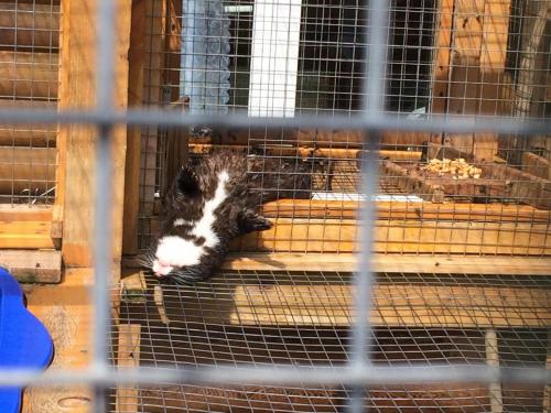 052_Норка Гриша_11.JPG