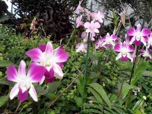 150_10.11.17_11-37_парк орхидей Утопия.JPG