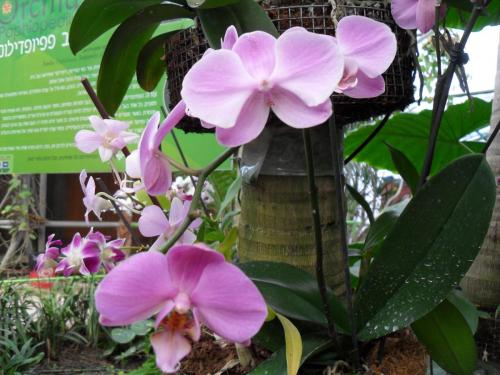 046_10.11.17_10-53_парк орхидей Утопия.JPG