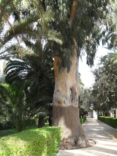 087_10.11.25_12-02_Хайфа_Бахайские сады.JPG