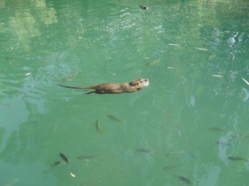 134_10.11.16_14-03_Река Иордан.JPG