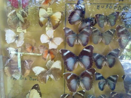 121_10.11.17_11-24_парк орхидей Утопия_бабочки.jpg