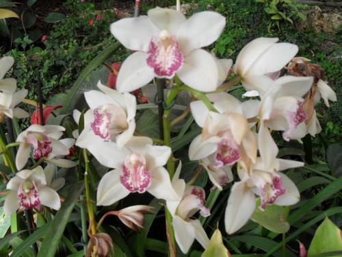 156_10.11.17_11-38_парк орхидей Утопия.JPG