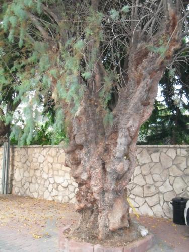 011_10.11.21_07-25_Герцлия_у Форума.JPG