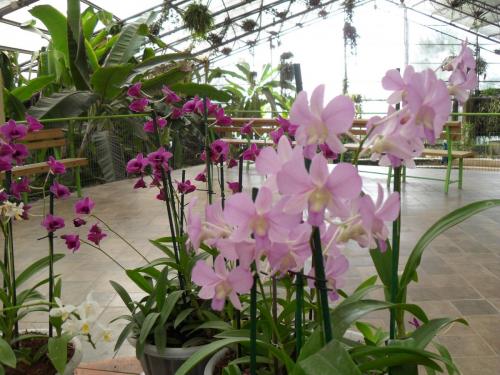 194_10.11.17_11-44_парк орхидей Утопия.JPG