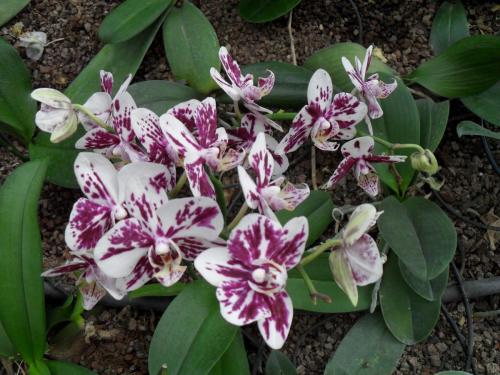 171_10.11.17_11-41_парк орхидей Утопия.JPG