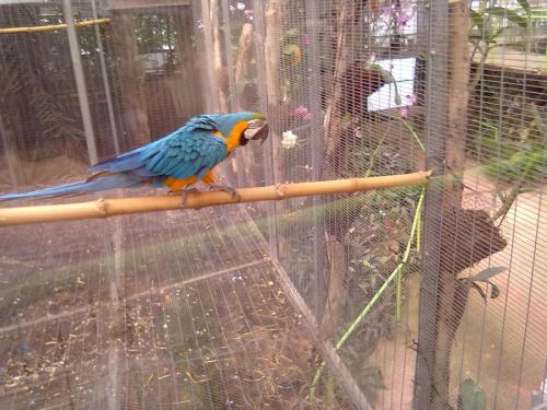 162_10.11.17_11-40_парк орхидей Утопия_папугаи.jpg