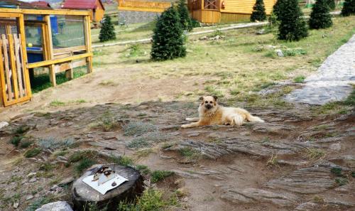 054_Собака Алиса.JPG