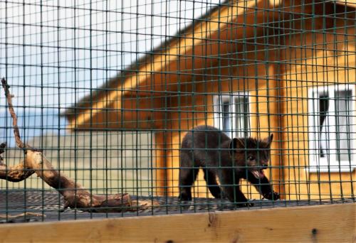 045_Соболь Тиша.JPG