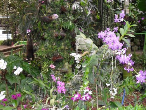 058_10.11.17_10-55_парк орхидей Утопия.JPG