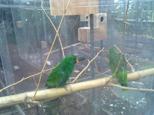 168_10.11.17_11-41_парк орхидей Утопия_папугаи.jpg