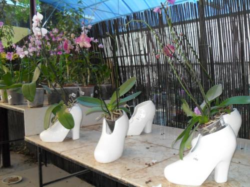 030_10.11.17_10-43_парк орхидей Утопия.JPG