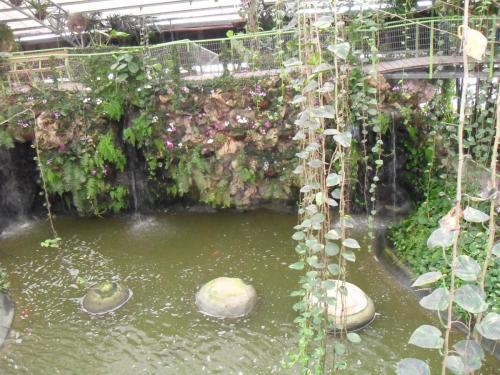 210_10.11.17_11-49_парк орхидей Утопия.JPG