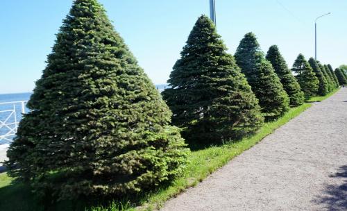 043_Прибытие в Петергоф.JPG