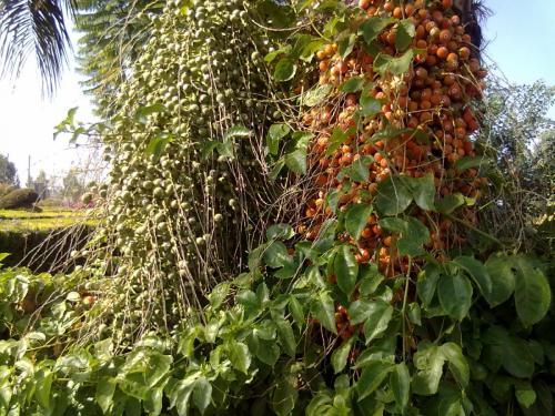 126_10.11.17_11-27_парк орхидей Утопия_финики.jpg