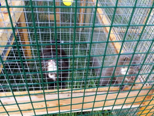 052_Норка Гриша_7.JPG