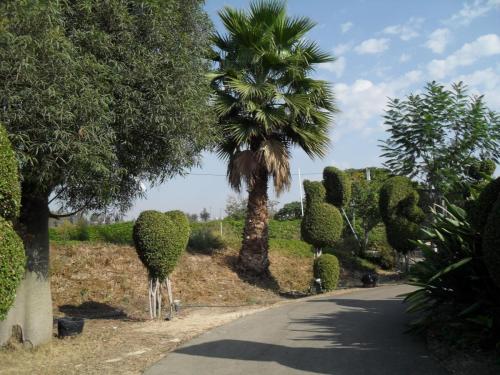 077_10.11.17_11-06_парк орхидей Утопия.JPG