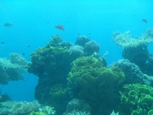 071_10.11.23_Эйлат_красное море.JPG