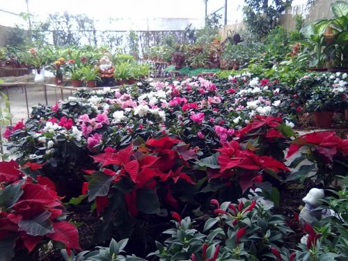 223_10.11.17_11-57_парк орхидей Утопия.jpg