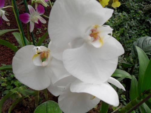 164_10.11.17_11-40_парк орхидей Утопия.JPG