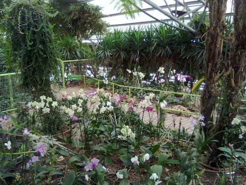 148_10.11.17_11-37_парк орхидей Утопия.jpg