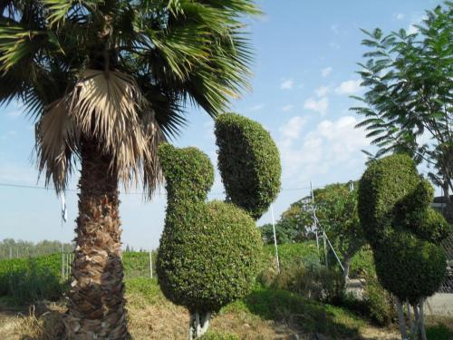 078_10.11.17_11-06_парк орхидей Утопия.JPG