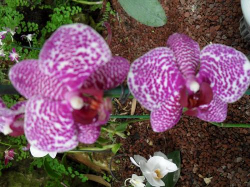 157_10.11.17_11-38_парк орхидей Утопия.JPG