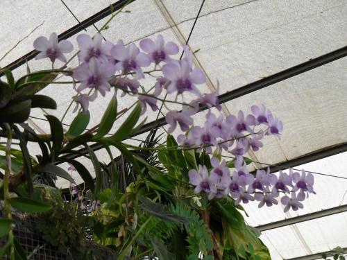 214_10.11.17_11-51_парк орхидей Утопия.JPG