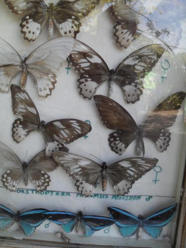 113_10.11.17_11-20_парк орхидей Утопия.JPG