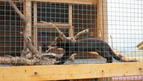 051_Соболь Тиша_1.JPG