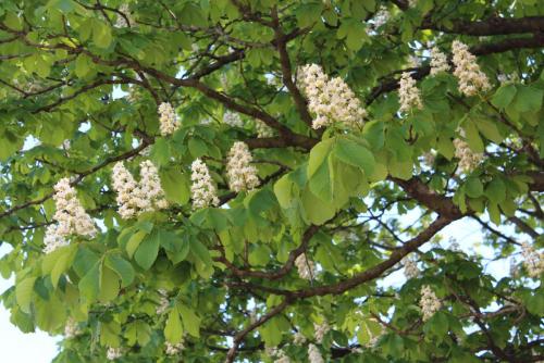 239_Сад ТЮЗа_2.JPG