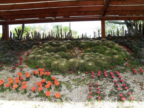 038_10.11.17_10-49_парк орхидей Утопия.JPG