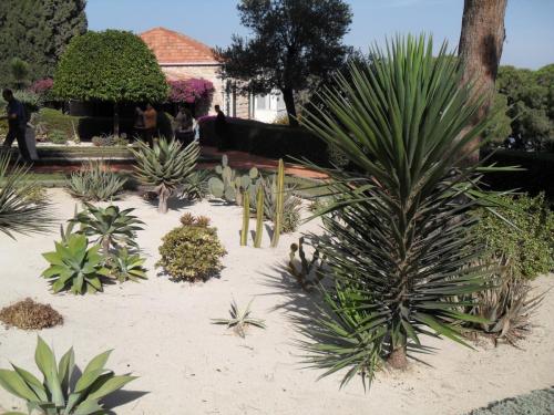 136_10.11.25_12-30_Хайфа_Бахайские сады.JPG