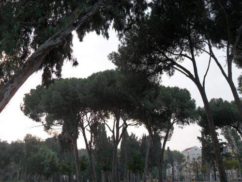 008_10.11.21_07-22_Герцлия_у Форума.JPG